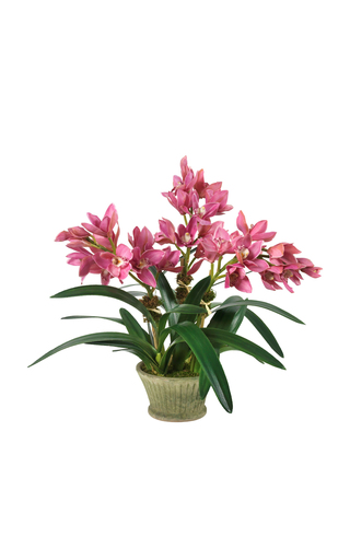 Pink Cymbidium Orchids in Mossy Planter